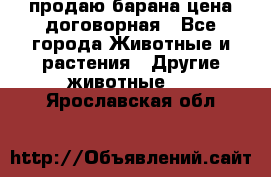 продаю барана цена договорная - Все города Животные и растения » Другие животные   . Ярославская обл.